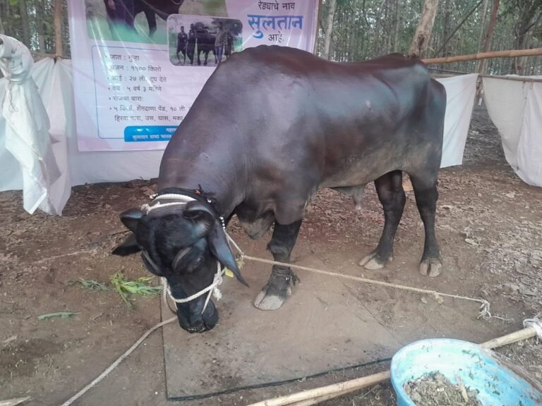 ५१ लाखांचा ‘सुलतान’ आकर्षण ! असा आहे दररोज सुलतानचा आहार